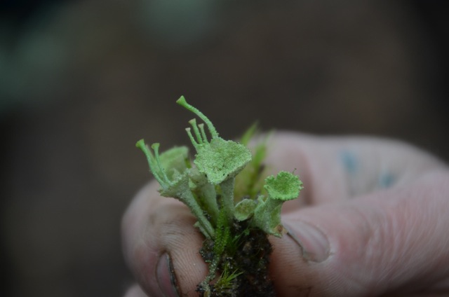 2011 12 A la découverte des lichens 36